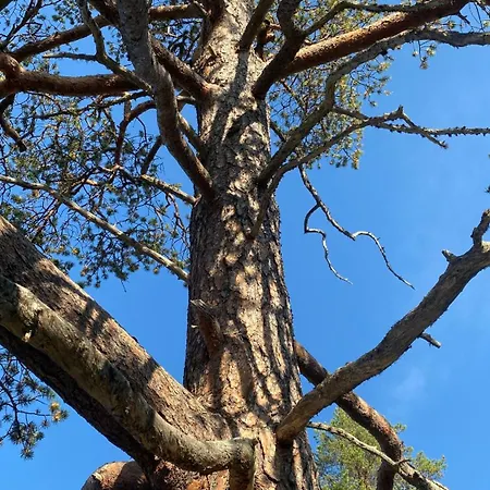 Arctic Raja Inn, Next To Norwegian Border Estalagem Naatamo